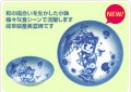2015 Peko華姫小碗（牡丹）
